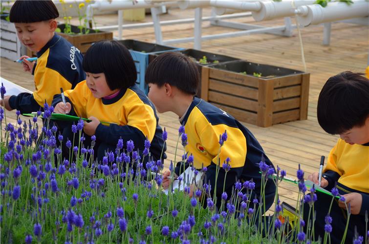 金山区漕泾幼儿园:让孩子像科学家一样思考