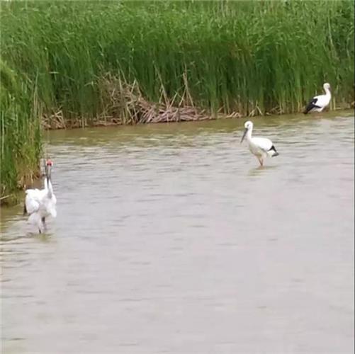 WDCMϴͼƬ