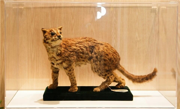 上海师范大学附属卢湾实验小学:雨林心跳 叩响黄浦